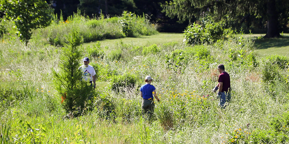 Adults performing restoration work in Maryknoll Park natural area